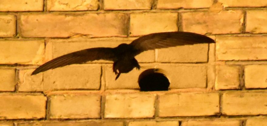 Bird box eco-habitat