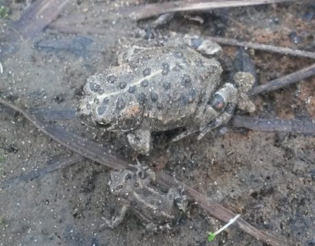 Rugstreeppad in de actieve kleigroeve van Wienerberger in Rumst