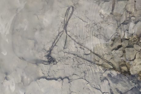 Op 29 mei 2018 was dit eisnoer van de Rugstreeppad aanwezig in een kale gracht in deelgebied 9, terwijl op de oever van de gracht al tientallen gemetamorfoseerde padjes rondliepen. Ook zaten er larven in het water. 