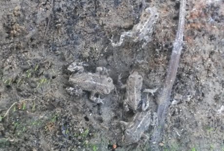 Op meerdere plekken waren larven rugstreeppad al gemetamorfoseerd tot juveniele rugstreeppadden. Die  zijn slechts ca. 5 tot 10 mm groot! Ze lopen overdag rond op de oever van de waterpartij. En op die manier verzekerden we lokaal een succesvolle voortplanting.