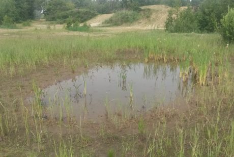 Poel 3 ligt er geschikt bij op 29 mei 2018.  Er zijn op dat moment geen larven in het water aangetroffen, wel liepen er tientallen net gemetamorfoseerde rugstreeppadden op de oever rond!