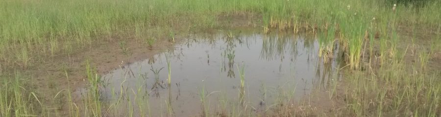 Poel 3 ligt er geschikt bij op 29 mei 2018.  Er zijn op dat moment geen larven in het water aangetroffen, wel liepen er tientallen net gemetamorfoseerde rugstreeppadden op de oever rond!