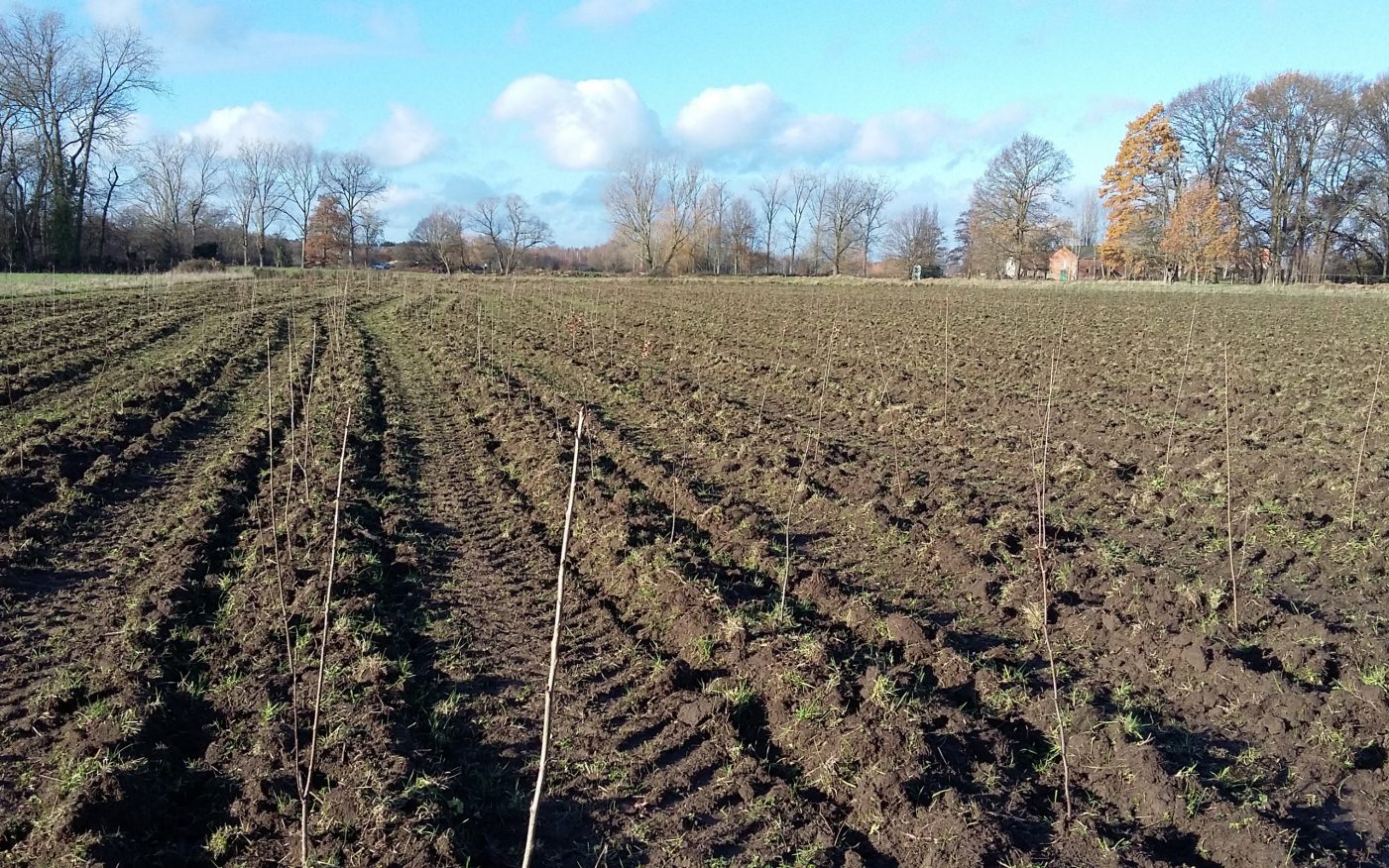 Boscompensatie Putte