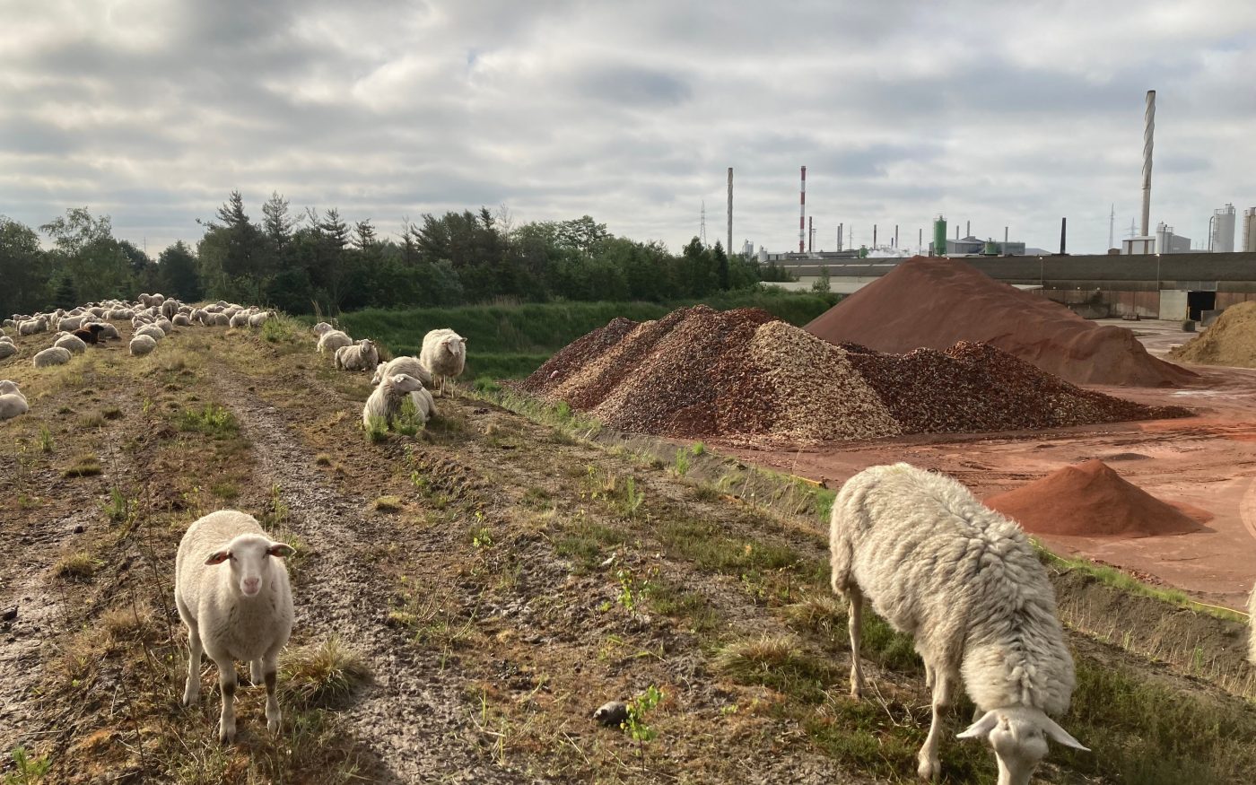 Periodiek beheer door schapen