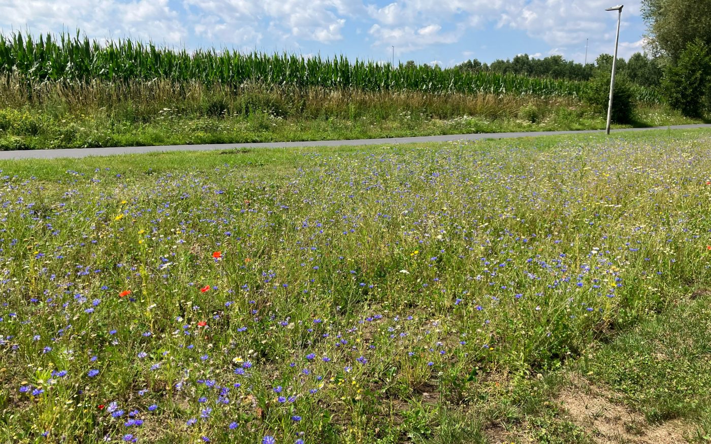 Bloemenweide aan het hoofdkantoor