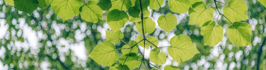 Branch with leaves