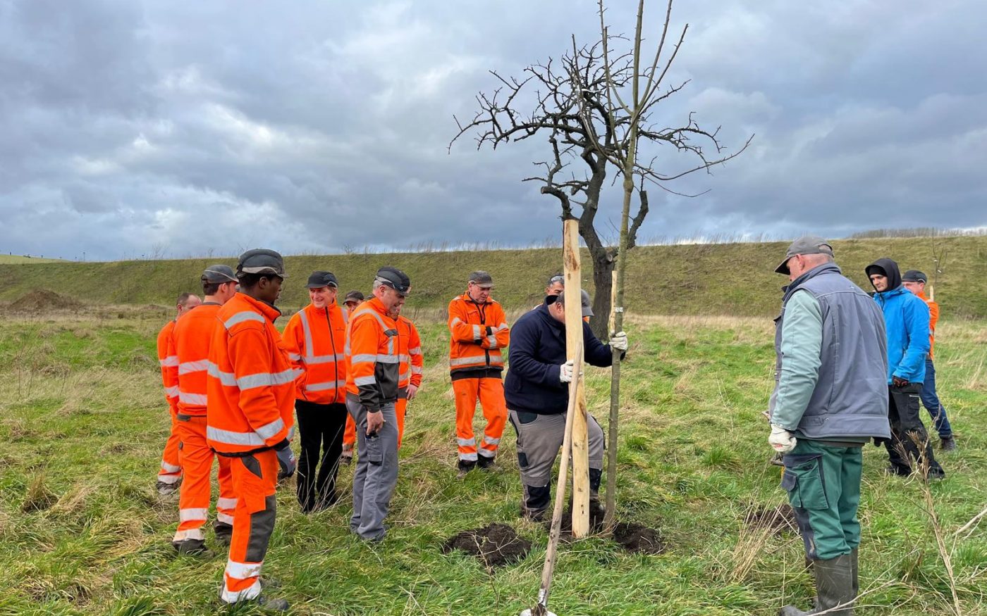 Plantation d'arbres fruitiers à Maaseik