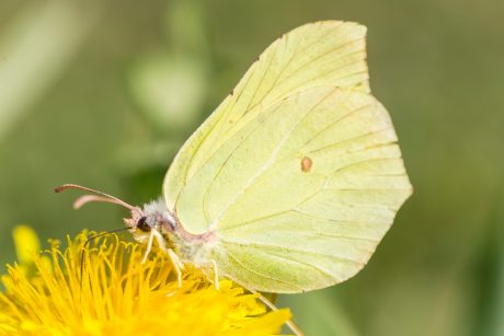Gonepteryx rhamni