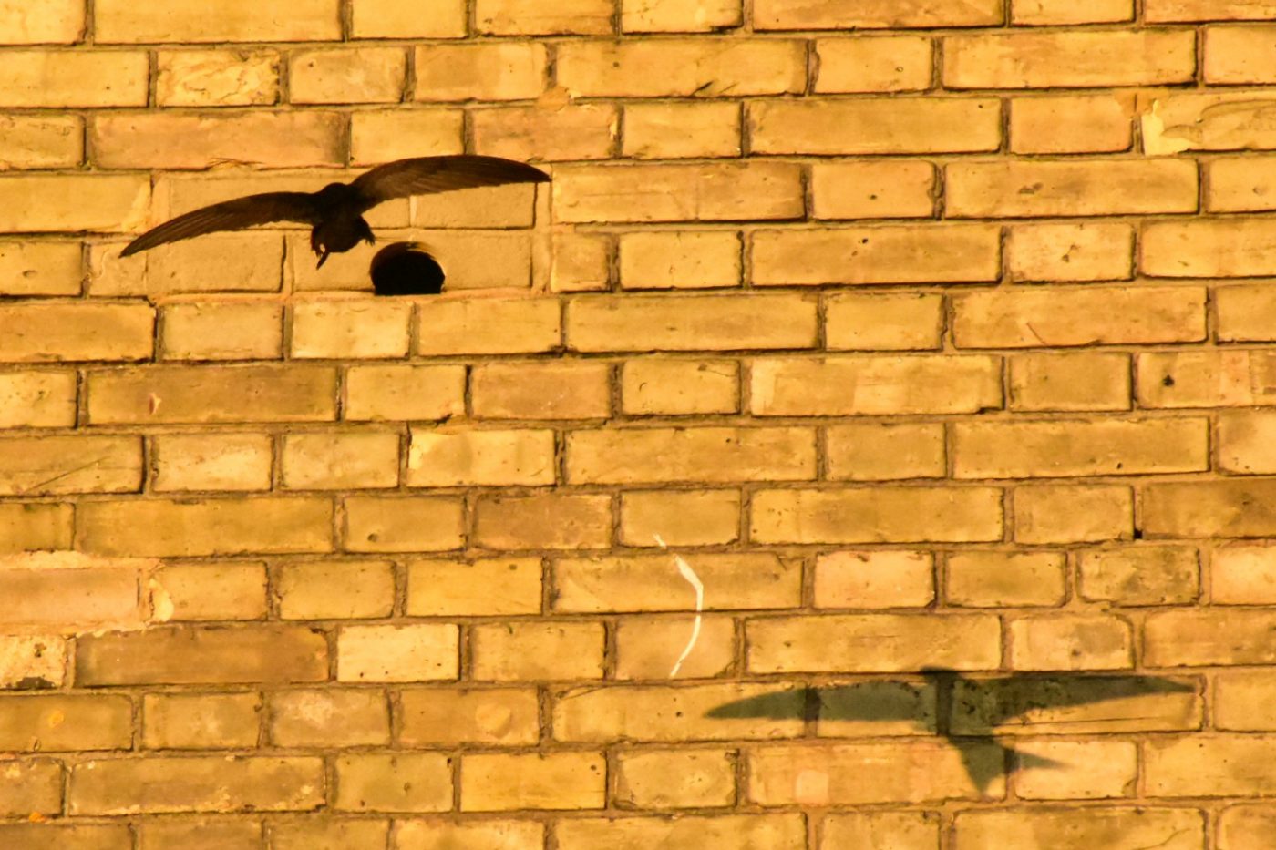 Bird box eco-habitat