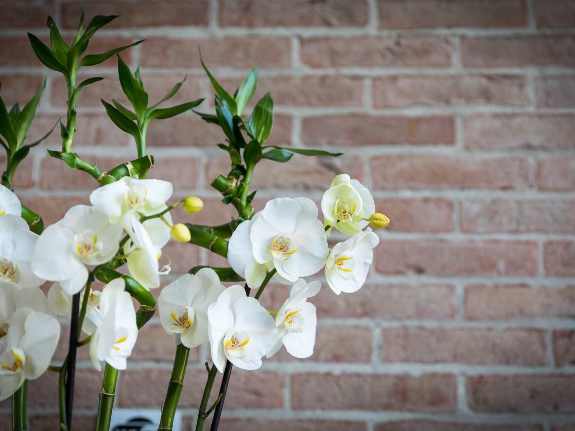 Indoor office with flowers and wall