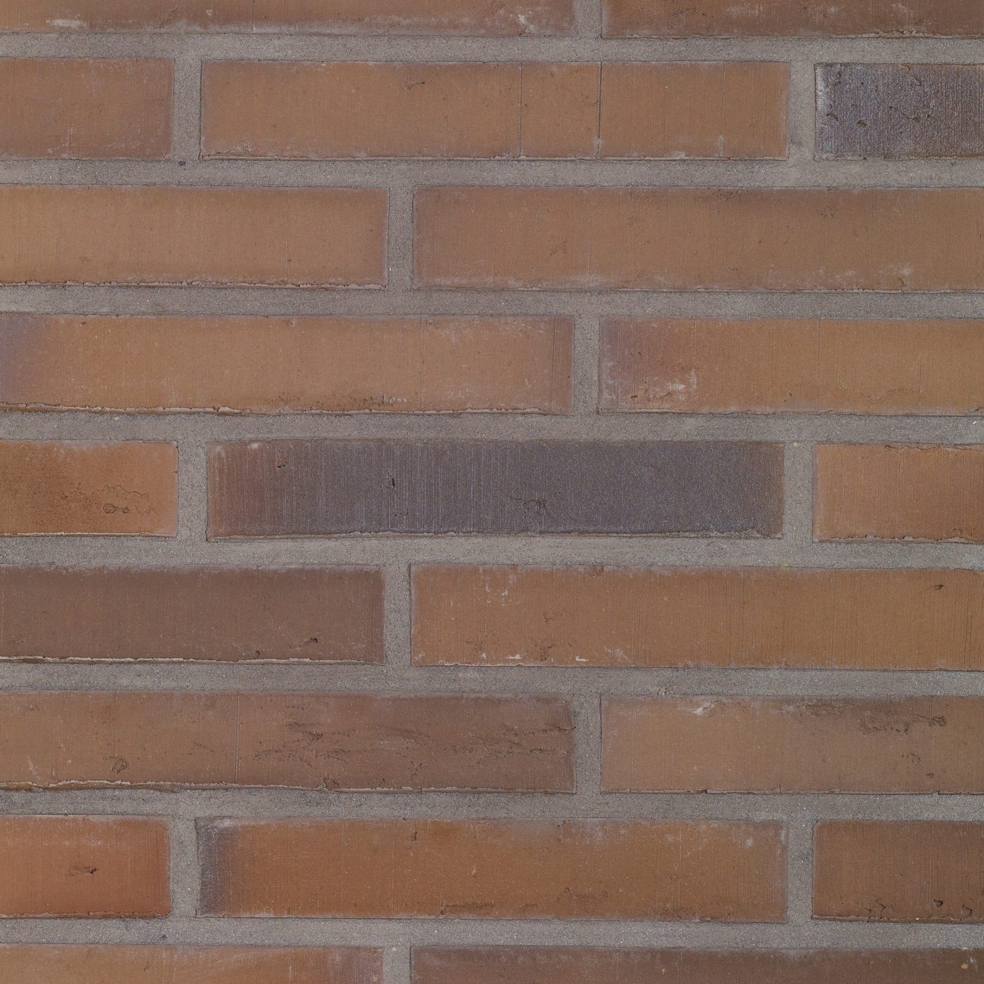 Packshot with a panel of Linnaeus Quercus