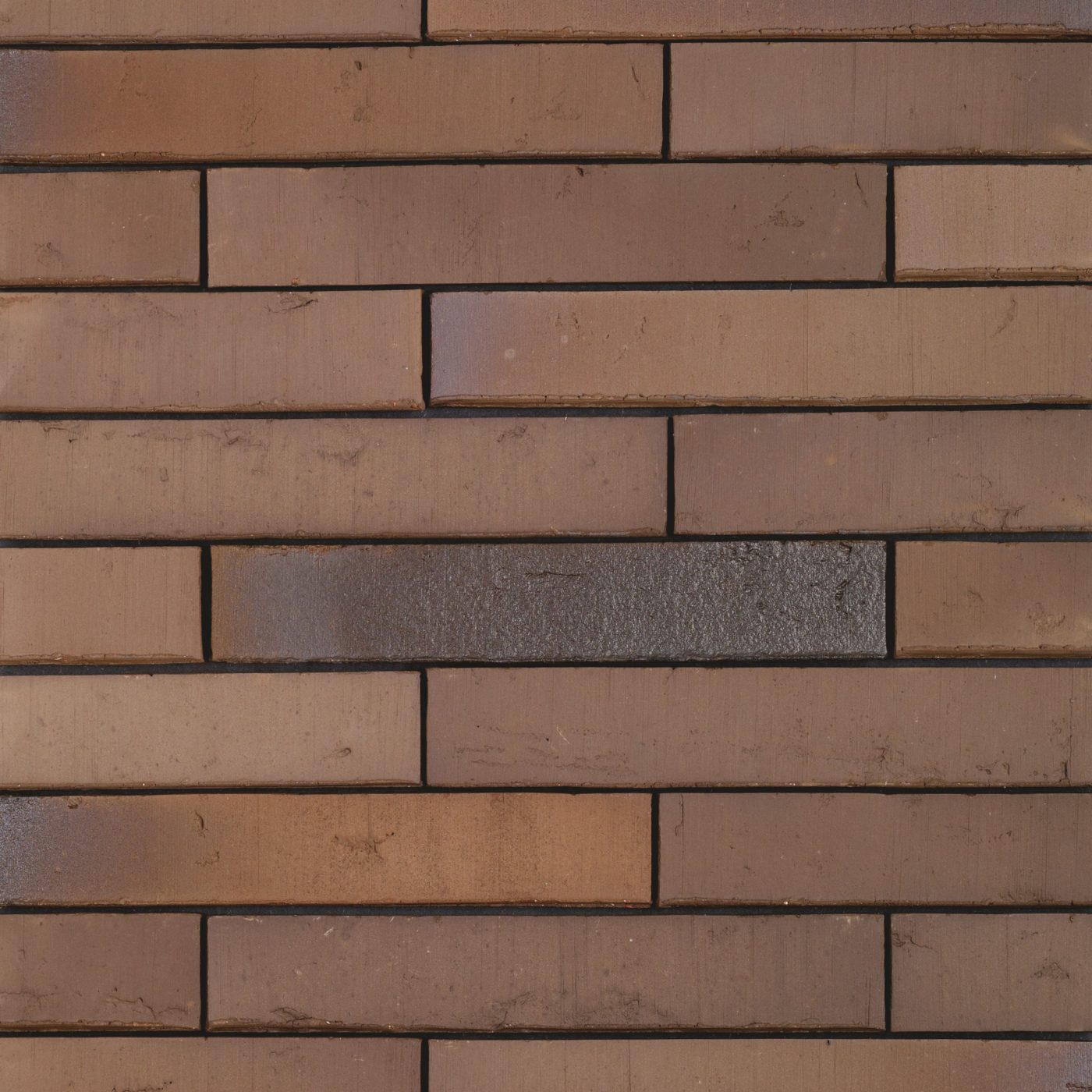 Packshot of a panel with Linnaeus Quercus